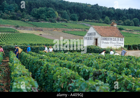 FRANCE BOURGOGNE MOREY-ST-DENIS, VENDANGES Banque D'Images