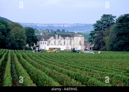 FRANCE BOURGOGNE CHÂTEAU DE MEURSAULT VIGNOBLE ET VENDANGE EUROPE Banque D'Images