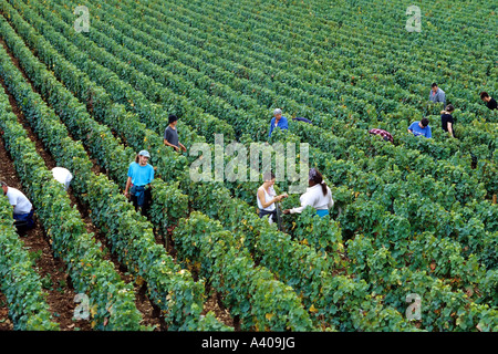 FRANCE BOURGOGNE MOREY-ST-DENIS, VENDANGES Banque D'Images