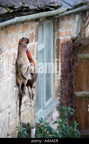 Faisans de raccrocher à l'extérieur d'une ferme, Gloucestershire, Royaume-Uni Banque D'Images