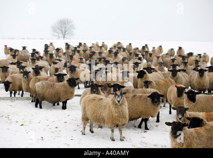 Troupeau de moutons dans un paysage enneigé, Andoversford, les Cotswolds, Gloucestershire, Royaume-Uni Banque D'Images