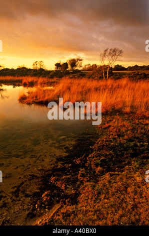 Lumière dramatique à Hatchet étang près de Beaulieu New Forest Hampshire UK Banque D'Images