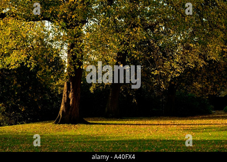 Lumière d'automne jette son sort dans un parc anglais Banque D'Images