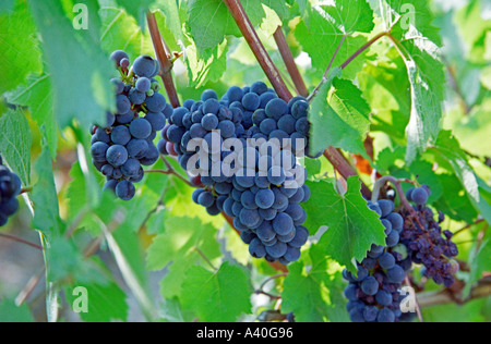 Grappes de Pinot Noir dans le village du nord de l'Irancy Bourgogne Banque D'Images