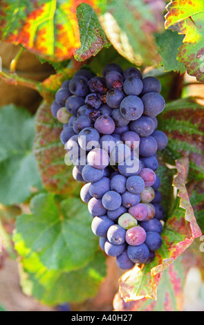 Un tas de Pinot Noir dans un Chambertin grand cru vineyard en Bourgogne Banque D'Images