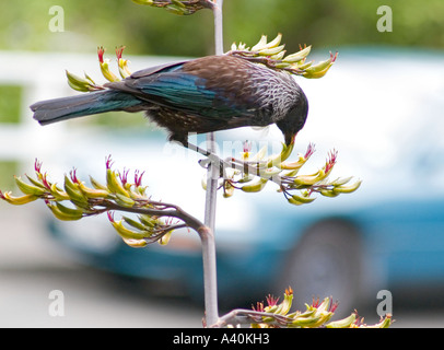 Un adulte se nourrit d'oiseaux Tui de nectar de fleurs de lin montrant son plumage coloré toile contre une voiture en banlieue Banque D'Images