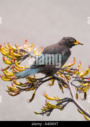 Une nouvelle Zélande Tui bird chick la plus grande des méliphages dispose d'un repos au cours de l'alimentation du nectar sur les fleurs de lin Banque D'Images