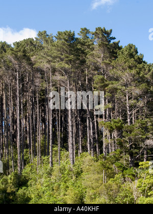 Forêt de Pinus radiata pine tree arbres conifères ou des pins de Monterey avec sous-bois contre un ciel bleu toile Banque D'Images