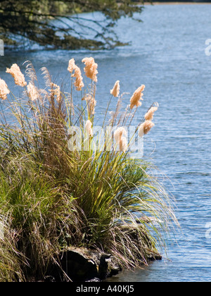 Catégorie:toitoi Poaceae herbe de la pampa ou croissant dans le lagon à la Karori Wildlife Sanctuary NZ Banque D'Images