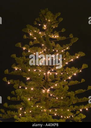 L'île Norfolk Pine Tree arbre conifère illuminé avec des lumières dans la nuit Banque D'Images