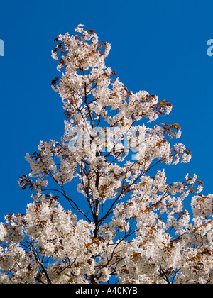 Floraison de fleurs frais du printemps Prunus serrulata Japanese flowering cherry cherry tree ou Oriental Banque D'Images