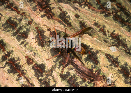 Guêpe australienne en papier, Polistes humilis. Coffs Harbour, NSW, Australie Banque D'Images