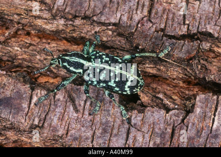 Botany Bay Weevil, Chrysolopus spectabilis.Également connu sous le nom de Botany Bay Diamond Beetle, Botany Bay Diamond Weevil et Sapphire Weevil.Coffs Harbour, Nouvelle-Galles du Sud Banque D'Images