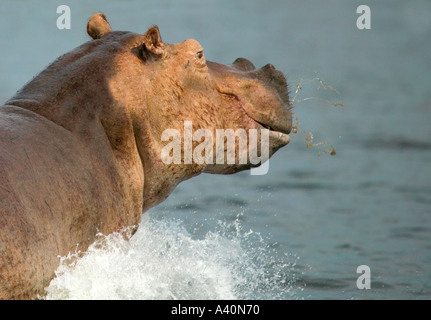 Hippopotamus amphibius hippopotame africain Banque D'Images