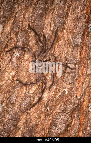 Une grande araignée Huntsman australienne, Heteropoda holconia camouflé sur l'écorce des arbres. Également connu sous le nom de tarantula spider Banque D'Images