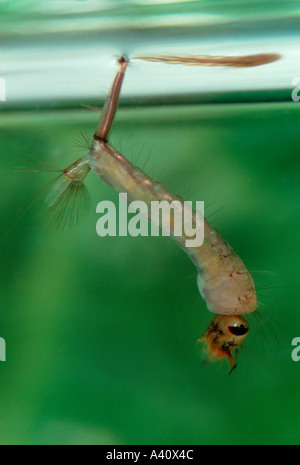 Moustique, Culex pipiens. Larve sur étang Banque D'Images