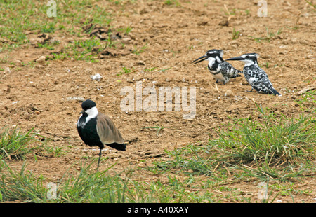 Spurwinged pied sociable et martins-pêcheurs sur les rives de la Canal Kazinga dans le Parc national Queen Elizabeth, à l'ouest de l'Ouganda Banque D'Images