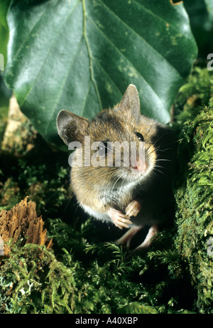 Bois d'alerte ou de la souris à queue longue Apodemus sylvaticus souris de champ Banque D'Images