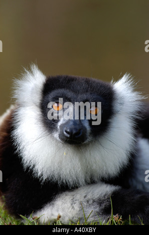 Noir et blanc la gélinotte lemur Le Varecia variegata Madagascar Banque D'Images