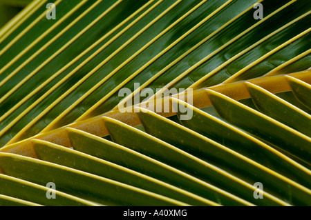 Détail Cocotier Cocos nucifera leaf avant complètement ouvert Banque D'Images