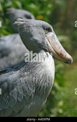 Deux shoebill storks Banque D'Images