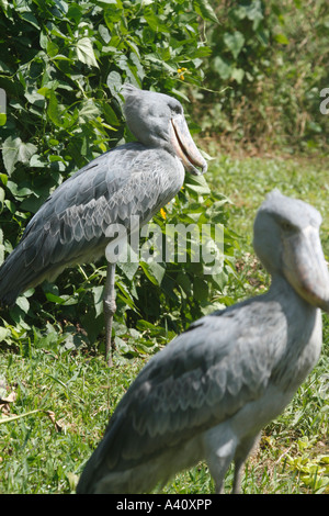 Deux shoebill storks Banque D'Images