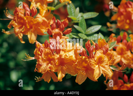 Azalées à feuilles caduques Rhododendron floraison Rumba Banque D'Images