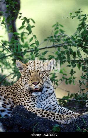Panthera pardus léopard de Moremi Delta de l'Okavango au Botswana Banque D'Images