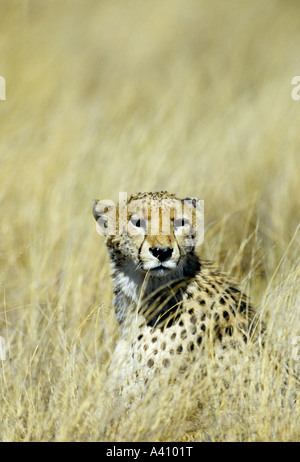 L'herbe sèche en guépard Acinonyx jubatus Réserve de Linyanti Botswana Banque D'Images