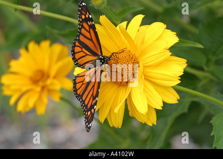 Papillon monarque avec orange ailes déployées sur papillon jaune Banque D'Images