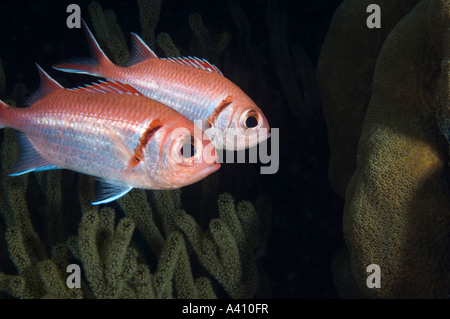 Blackbar soldierfish sur les récifs coralliens à l'île de Bonaire dans les Caraïbes Banque D'Images