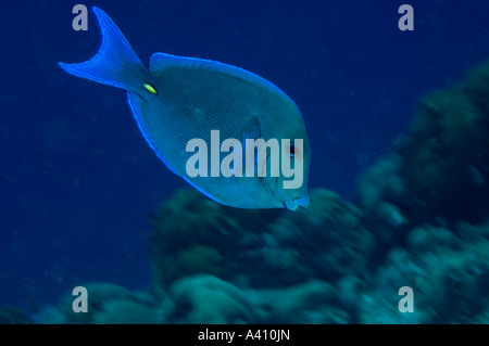 Blue tang sur les récifs coralliens à l'île de Bonaire dans les Caraïbes Banque D'Images