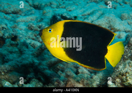 Beauté Rock anges sur les récifs coralliens à l'île de Bonaire dans les Caraïbes Banque D'Images