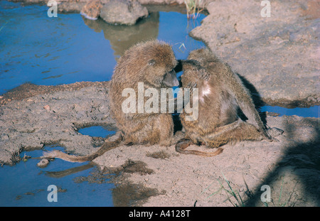 Une scène tendre avec un babouin Olive autre toilettage Samburu National Reserve Kenya Afrique de l'Est Banque D'Images