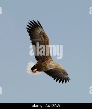 L'aigle de mer à queue blanche (Haliaeetus albicilla),, en vol, Hokkaido, Japon Banque D'Images