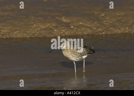 Courlis esquimau Numenius arquata alimenter en eau salée tidal creek Norfolk UK Février Banque D'Images