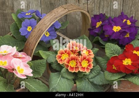 Printemps still life with polyanthus et trug dans un jardin rustique Banque D'Images