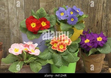 Printemps still life with polyanthus dans colurful en seaux de jardin rustique Banque D'Images