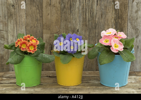 Printemps still life with polyanthus dans colurful en seaux de jardin rustique Banque D'Images