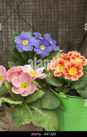 Printemps still life with polyanthus dans colurful en seaux de jardin rustique Banque D'Images