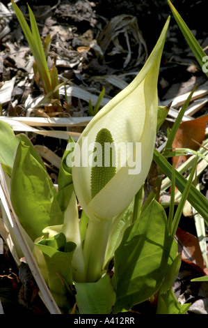 Lysichiton camtschatcensis lysichiton blanc Banque D'Images