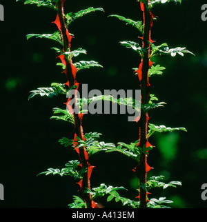 Wingthorn rose Rosa omeiensis nouvelles épines Banque D'Images