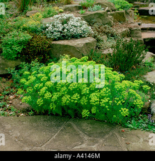 L'euphorbe cyprès Euphorbia cyparissias Banque D'Images