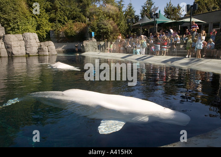 Regarder les gens ou Béluga Delphinapterus leucas Population de baleines blanches à l'aquarium de Vancouver Canada Banque D'Images