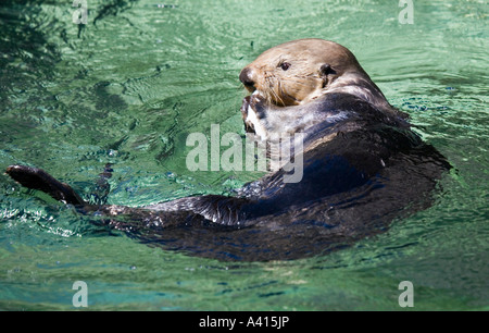 Loutre de mer (Enhydra lutris) Canada Banque D'Images