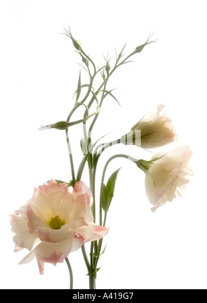 Tige d'une fleur de lisianthus rose pâle ; Pétales Blancs tranchant - Portrait officiel - High Key Against White Background Banque D'Images