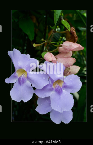 Thunbergia grandiflora ou la vigne trompette bleu avec des gouttelettes d'eau sur les pétales et les mettre dans un cadre noir Banque D'Images