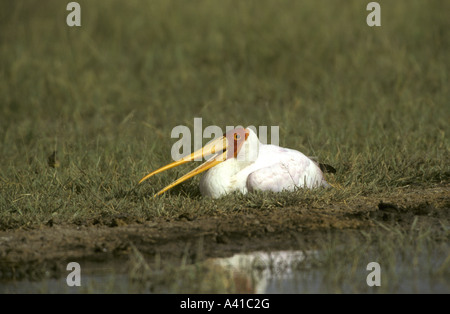 Bec jaune Stork Mycteria ibis le Lac Manyara Tanzanie Banque D'Images