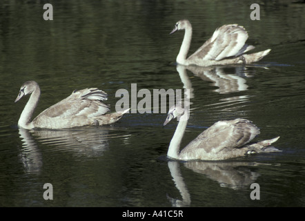 Cygne tuberculé Cygnus olor trois cygnets sur l'eau du plumage juvénile Banque D'Images