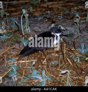 Puffin des Anglais Puffinus puffinus Banque D'Images